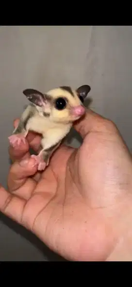Sugar glider platinum