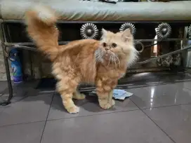 KUCING PERSIA ASLI 1,3JUTA BACA DESKRIPSI MAU BELI TELPON KE SAYA