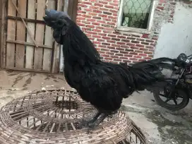 Ayam cemani ori super