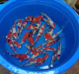 Paket mix ikan koi 20cm paket 30 ekor