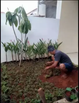 Taman rumput gajah mini satu paket