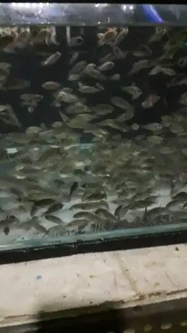 Ikan nila uk 123