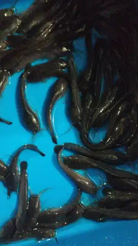 Jual bibit ikan lele