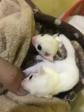 Sg leucistik betina 1 bulan