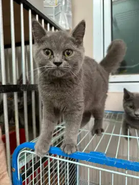 Kucing BSH British Short Hair non ped