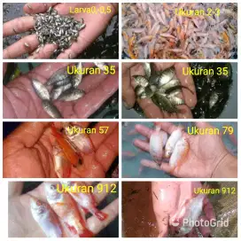 Jual Bibit Ikan Nila Merah Cibinong Bogor