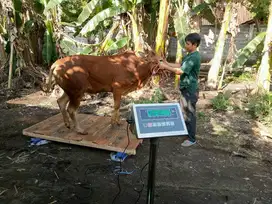 Timbangan sapi dan domba digital  kapasitas 2 ton merk SABB promo