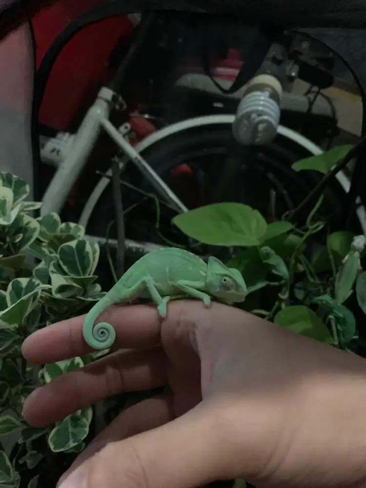 Veiled chameleon baby unyu
