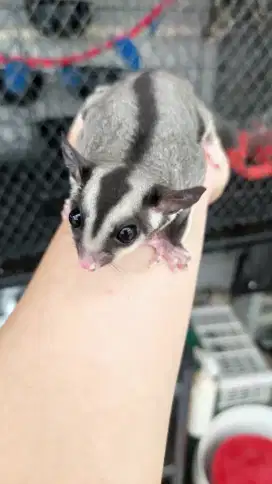 Sugar glider CG (Jantan) 5 bulan