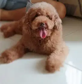 Dijual indukan poodle