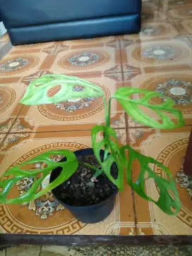 Tanaman Hias Janda Bolong (Monstera AdanSonii)