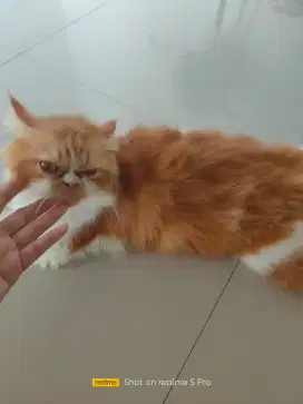 Jasa pacak kucing fleaknose longhair