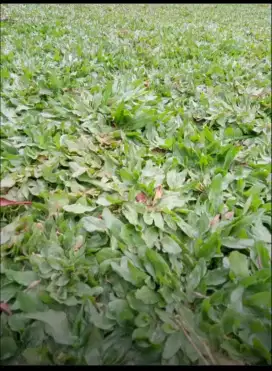 Jual rumput gajah mini super