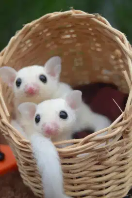 Sugar Glider Joy LEUCYSTIC/LUCY