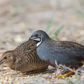 Burung puyuh batu istimewa
