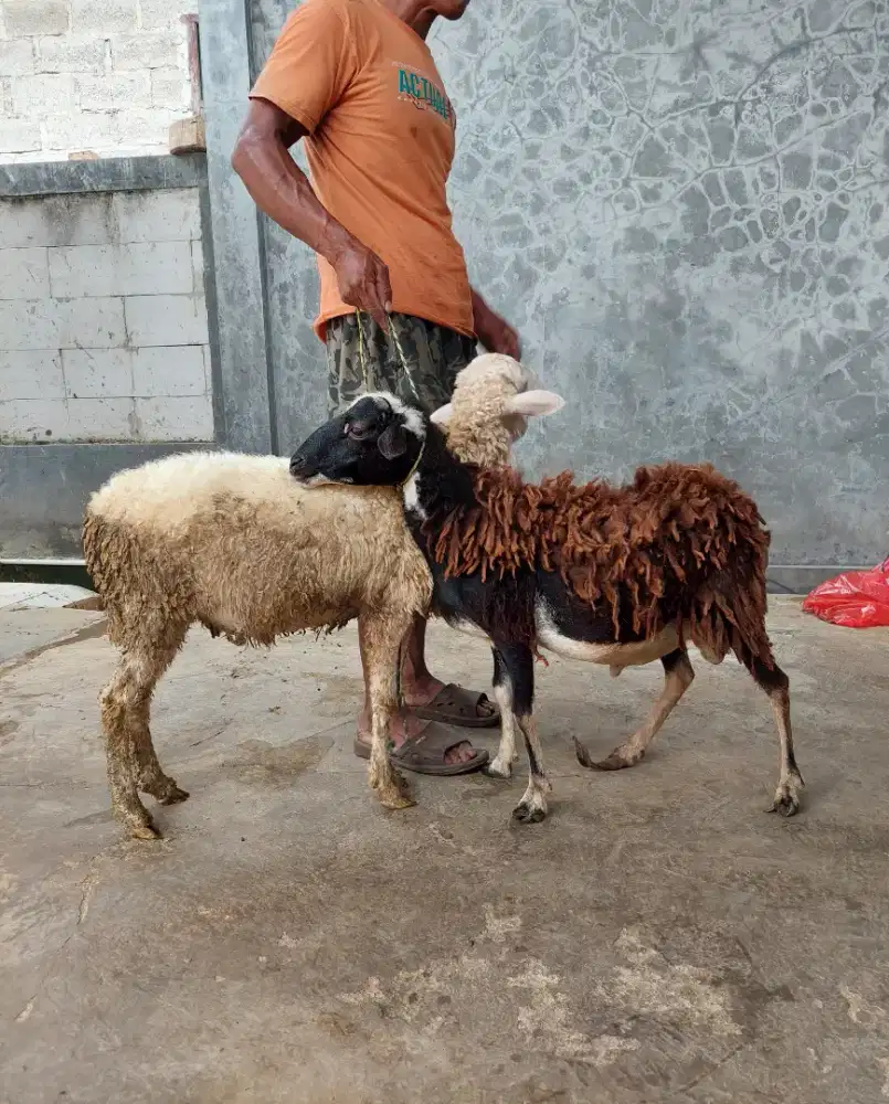 Kambing Besar Murah / Kambing Qurban