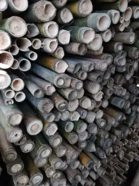 Jual bambu kontruksi