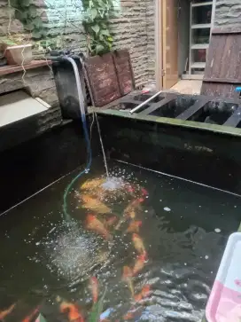 kolam koi aquarium