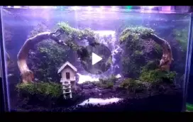 aquarium aquascape natural