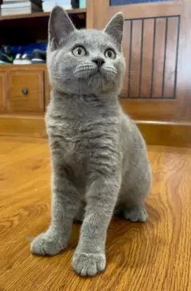 Kucing BSH British Shorthair Blue Solid Female / Betina Pure Line Ped