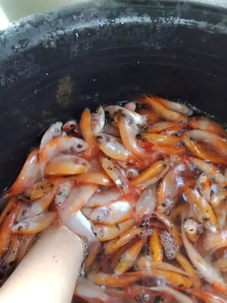 Bibit ikan nila merah super 2 jari di Palembang