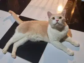 Kucing BSH (British short hair)