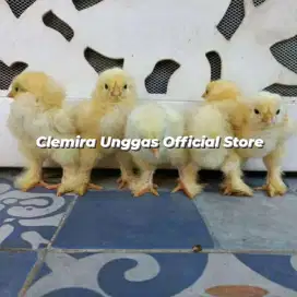 Ayam Brahma Anakan usia 3 Minggu sampai 1 Bulan