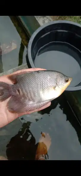 ikan gurame soang