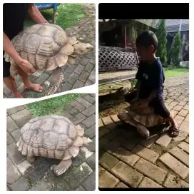 Kura kura sulcata jantan Jumbo dome sempurna