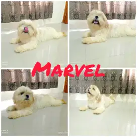 Pejantan Shih tzu dominan putih