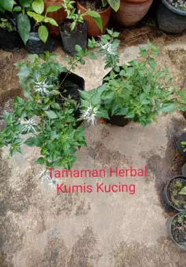 Tanaman herbal daun kumis kucing