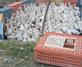 Bebek peking, bebek pedaging, bebek petelor, bebek siap masak,