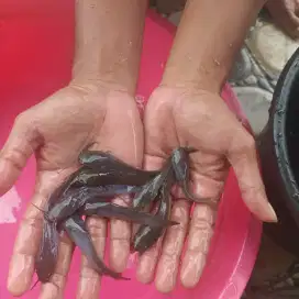 Jual bibit ikan lele