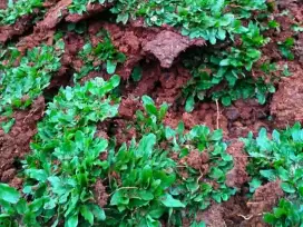 Ready stok berbagai macam rumput taman