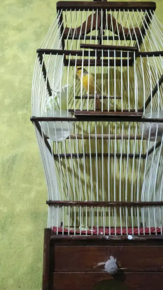 Kenari F2 YS full set kandang