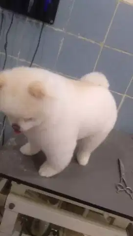 Termurah jasa grooming anjing kucing panggilan cukur bulu mandi rumah