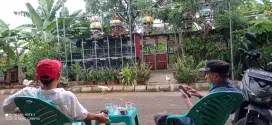 burung perkutut bangkok