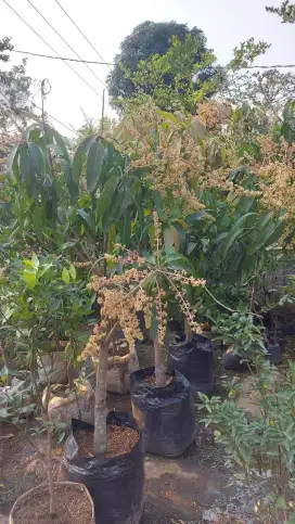 Pohon mangga chokanan tinggi 2 meter siap berbuah