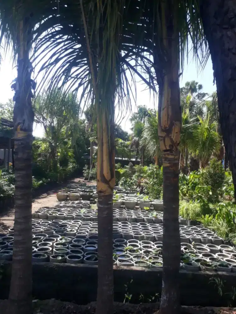 Palem kelapa,kelapa gading,jual kelapa gading,palm kelapa,jual palem