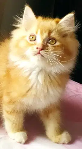 Kitten persia flatnose siap adopsi