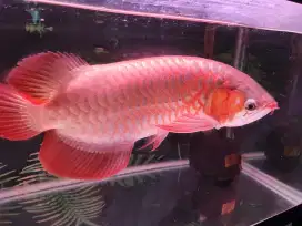 Ikan Arwana Super Red Serti Chip / Ikan Arwana BU