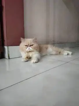 Jasa pacak kucing Bekasi