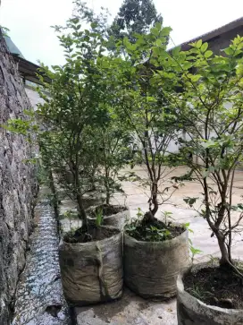 Jual pohon anggur berazil