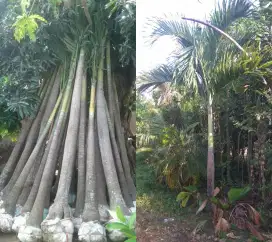 Jual pohon palem berbagai ukuran