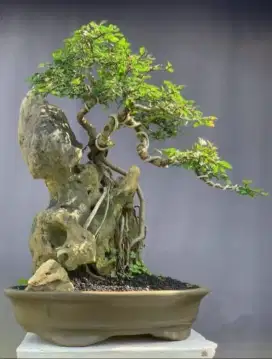 Bonsai Ulmus Gemoy Langsung Dipinang