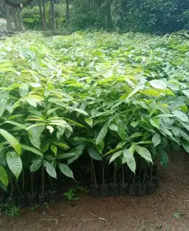 Bibit Mahoni  40 cm - 1 meter