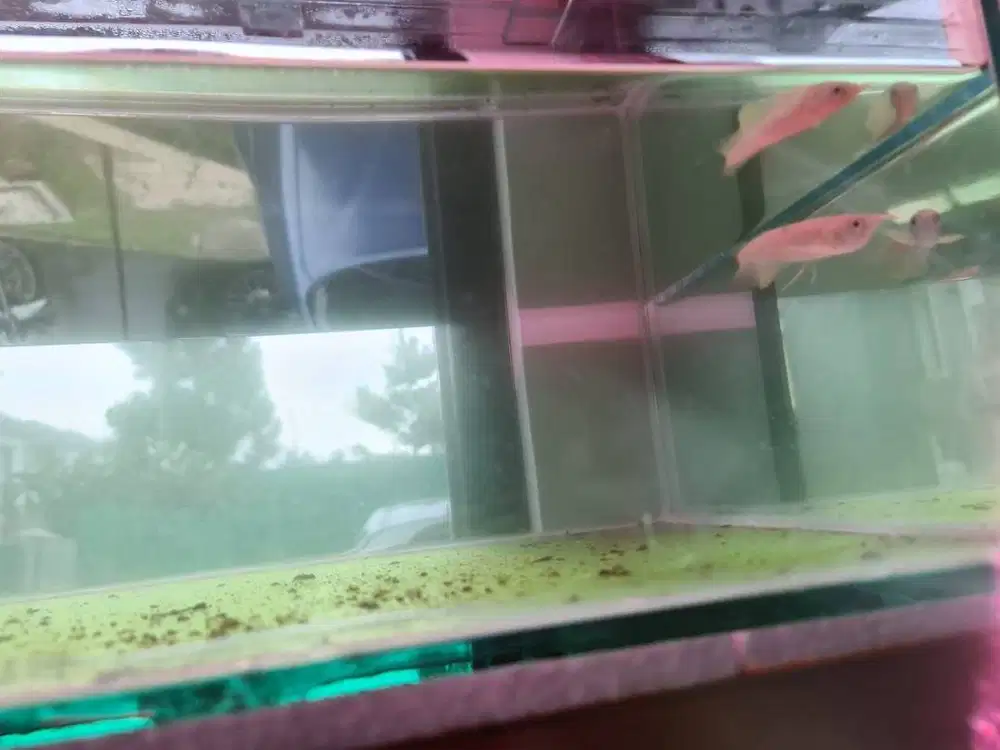 Arwana silver albino premium