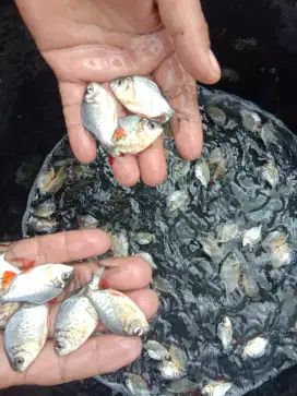 Jual bibit ikan murah