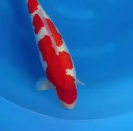 KOI IMPORT JEPANG QUALITY MARUSEI KOHAKU SIZE 63CM