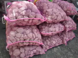 Batu gombong media filter asli dari gunung kelud 20kilo perkarung